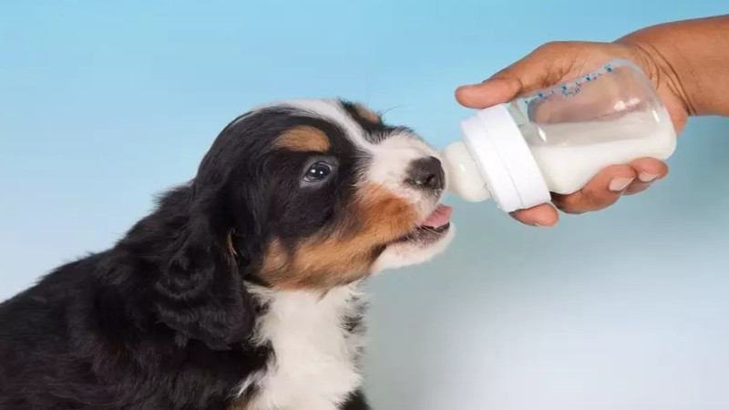 علت شیر ندادن سگ به توله
