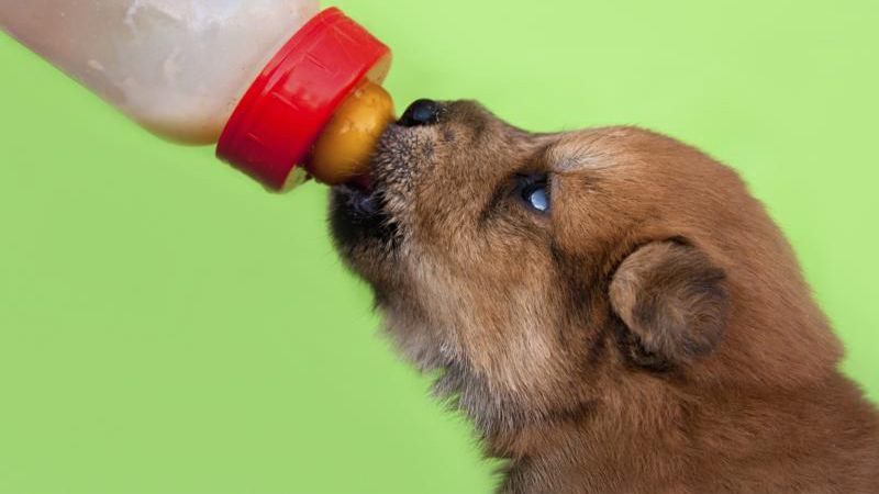 توله سگ تا چه زمانی شیر میخورد