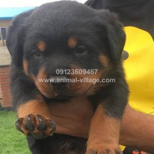 professional-short-snout-male-rottweiler-puppy